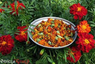 Aksamitka (Tagetes patula) suszona wśród kwiatów