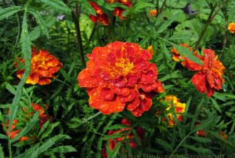 Aksamitka (Tagetes patula) w kroplach deszczu