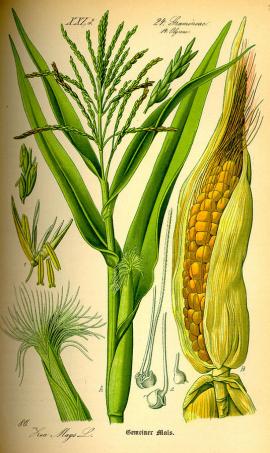 Kukurydza zwyczajna (Zea mays) [ilustracja z książki o roślinach z 1885r]